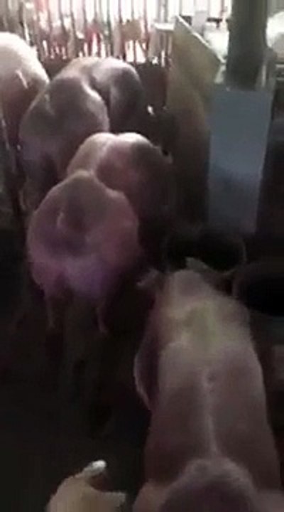 Ces cochons génétiquement modifiés sont ultra-musclés !