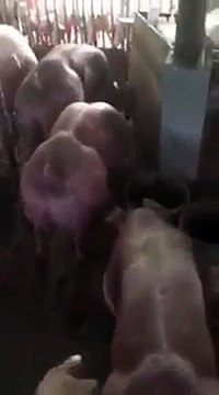 Ces cochons génétiquement modifiés sont ultra-musclés !