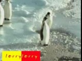 Pingouin croche patte
