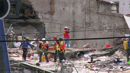 Cãozinho é resgatado no México
