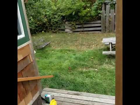 Relaxed Man Politely Waves Off Bears in Backyard