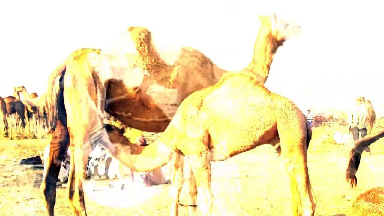 ऊंटनी का दूध पिने के फायदे जानकार हैरान रहजाओगे ..लडकिया अवश्य देखे