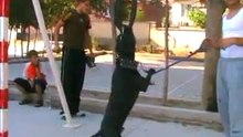 Yanık safkan pitbull