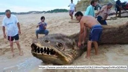 Fishermen STUNNED as massive SEA MONSTER washes up on beach