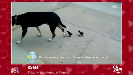 Ces canetons pensent que ce chien est leur mère !