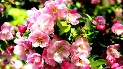 Будет жить любовь на свете - Э. Хиль (1971) (Subtitles)