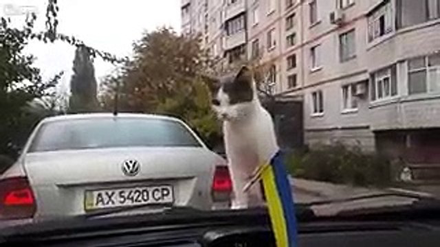 GATO MEDROSO CAT CRAZY