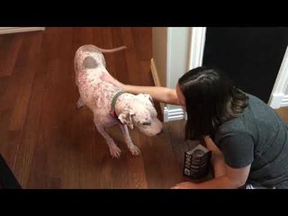 Rescue Dog Conquers Fear of Indoors With Help of Owner