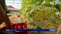 Alpes-Maritimes : la cantine 100% bio d'une commune