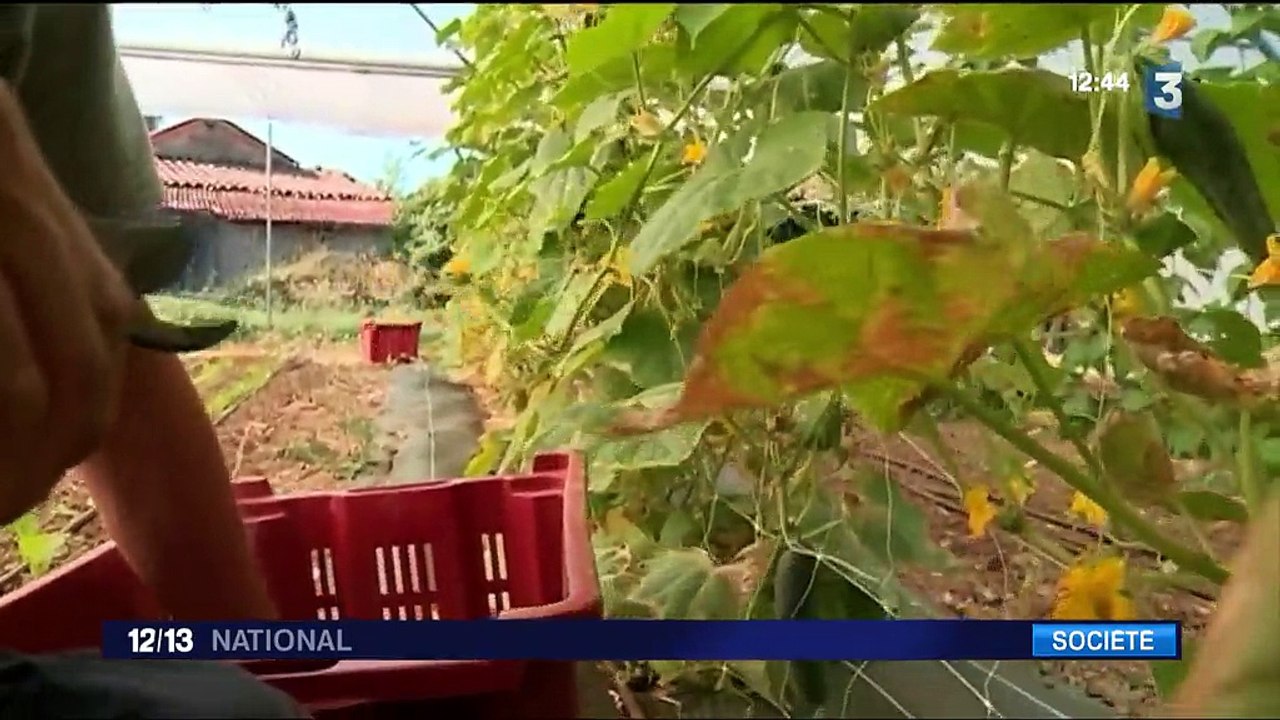 Alpes-Maritimes : la cantine 100% bio d'une commune