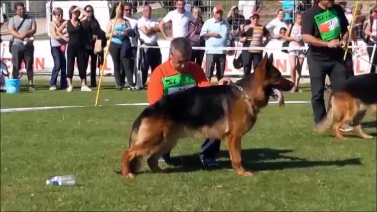 10 RACES DE CHIEN DE GARDE A NE JAMAIS CROISER - Dr Bot