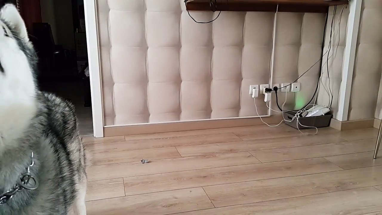 Husky qui hurle