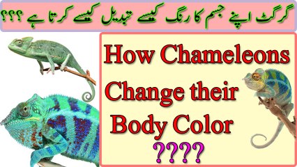 How Chameleon Changes their body colors ?? Urdu/Hindi