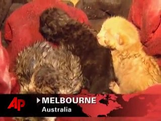 Des pompiers découvrent un chien inconscient dans une maison en feu, mais ce qu’il cache en dessous est encore plus surp