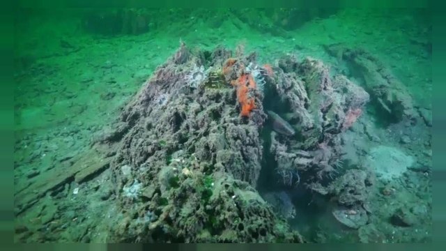 Реликтовый лес на дне морском