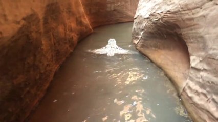 Cette chouette NAGE dans un canyon inondé aux Etats-Unis !