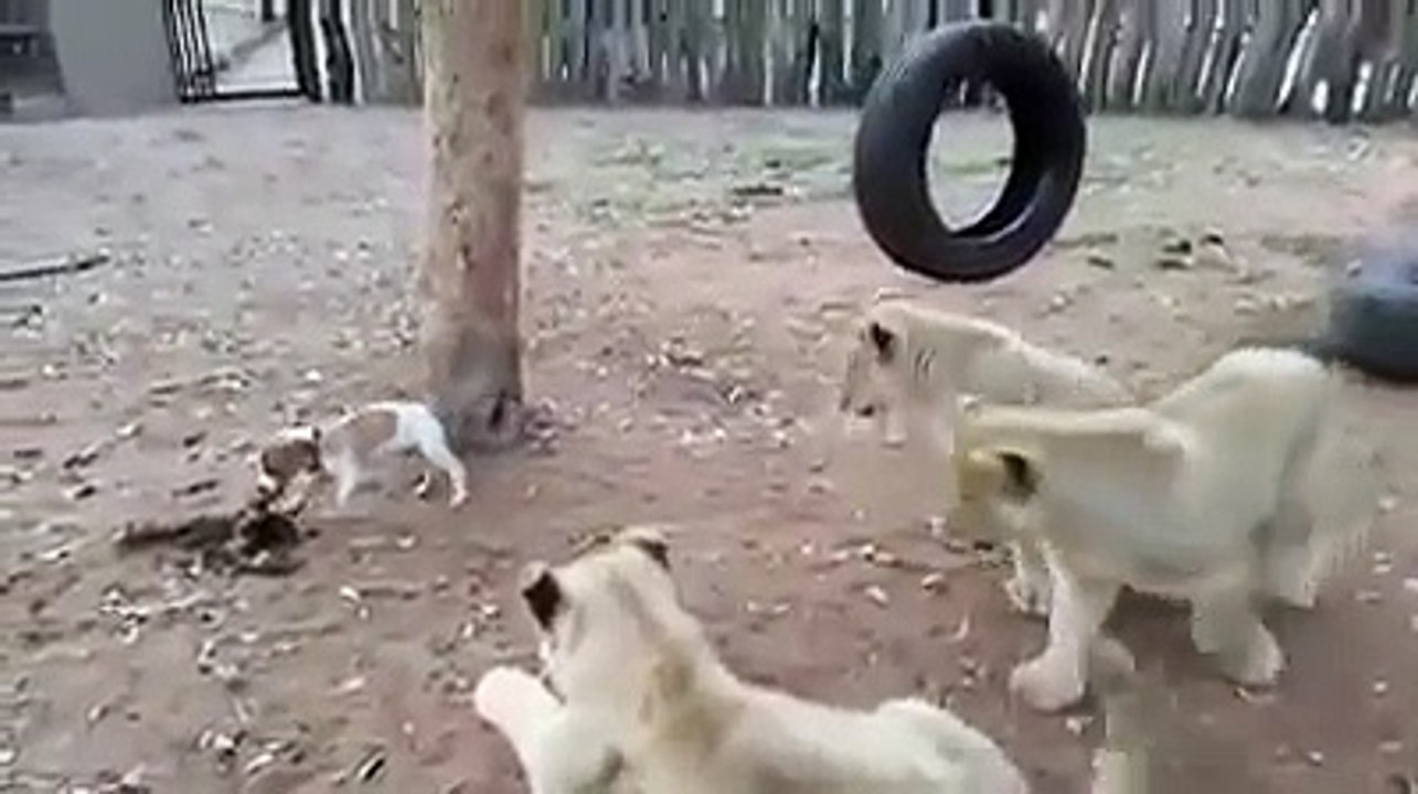 Ce chiot Jack Russell s'en prend à des bébés lions !! le fou !