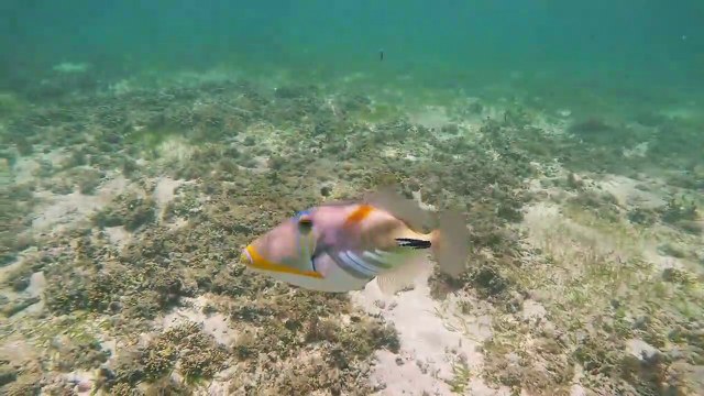 Ce superbe poisson se jette sur le plongeur qui le filme LOL