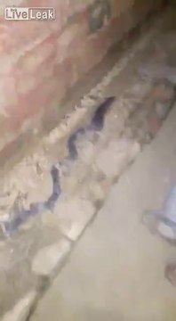 Cette famille de souris marche comme un serpent !