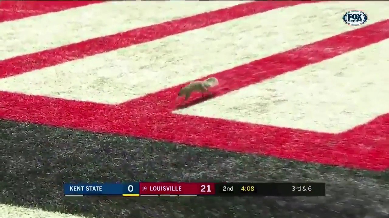 Acclamations d'un écureuil qui marque un Touchdown sur un terrain de Football Américain avant un match !