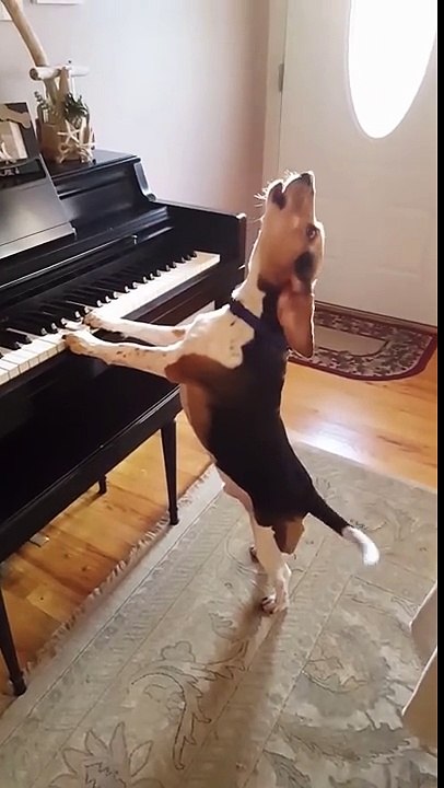 Ce chien joue du piano et chante en même temps !! La Blague !!