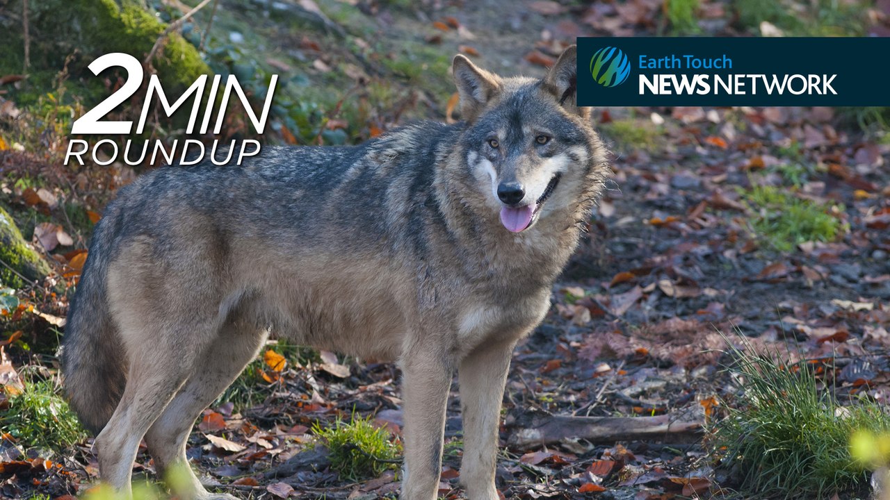 Kazakhstan tigers, toxic jaguars & an otter cameo in Japan