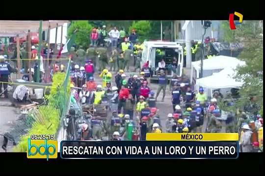 Terremoto en México: rescatan a un loro y un perro atrapados bajo los escombros