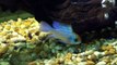 How To Care For Your Electric Blue Ram Cichlid