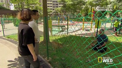 Cesar 911 - S4E5 - Yoshi’s Castle