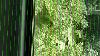 Sparrow Mating - Serçe Çiftleşmesi