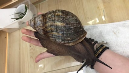 Le plus gros escargot du monde, impressionnant !