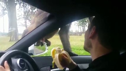Deux singes font le spectacle sur le capot d'une voiture
