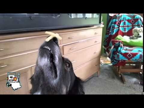 Most Patient Pooch Balances French Fries on Nose