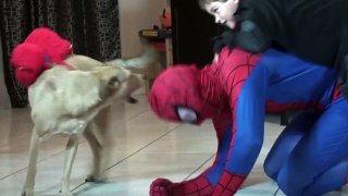 spiderman for kids in real life and batman! playing with poop play doh toys