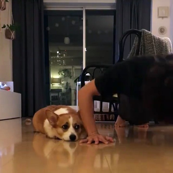 Corgi Workout Buddy