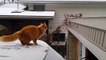 Waffles The Terrible - Funny Cat Fails Epic Jump