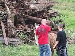 Funny Llama Attack!!