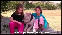 Dogo Argentino kills Puma to save two young girls-Must Watch!!!