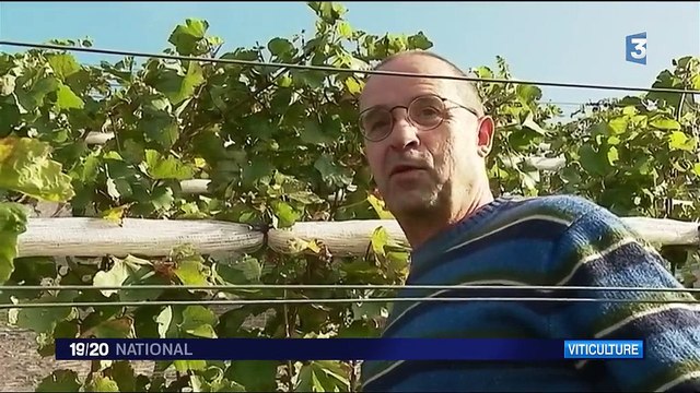 Pas-de-Calais : la cuvée des mineurs