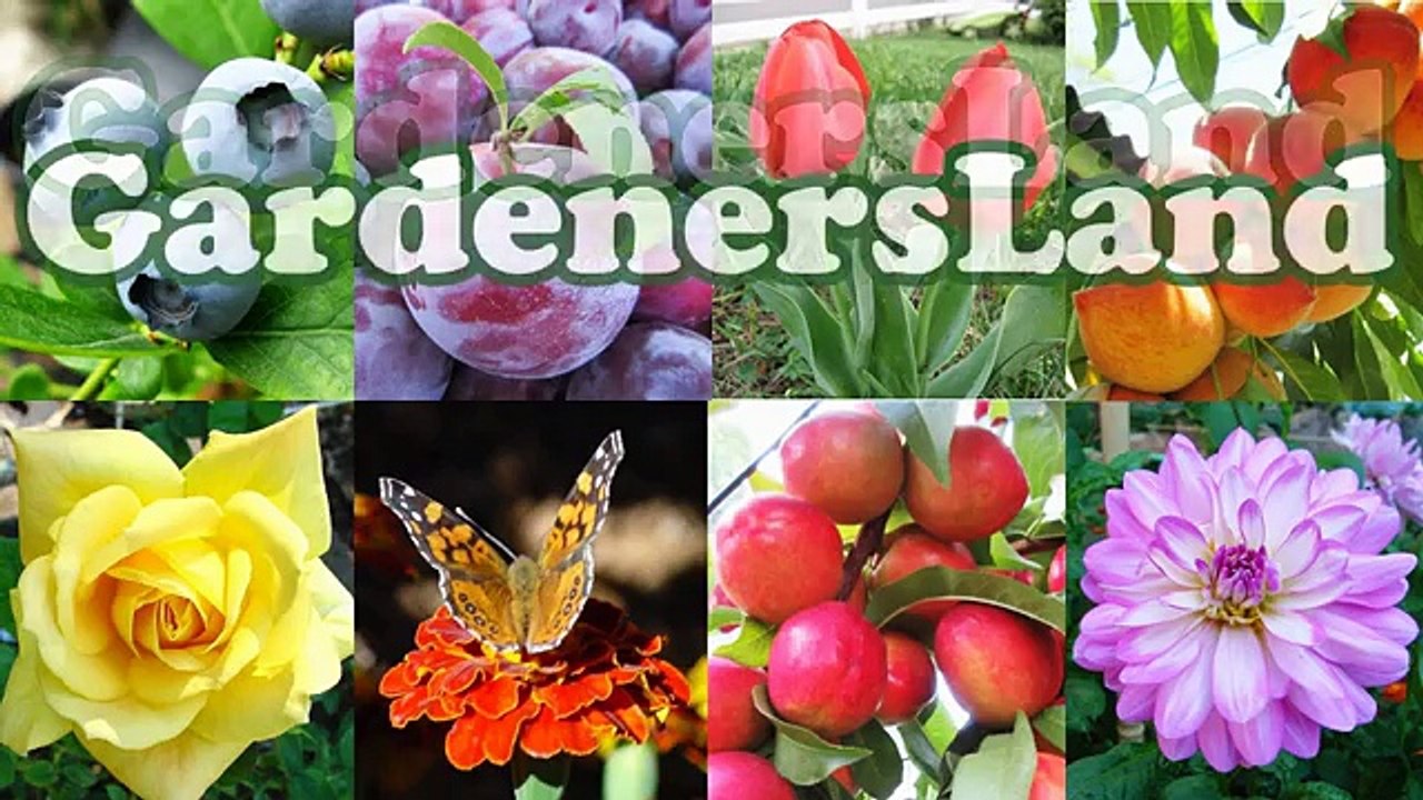 How To Grow A Pineapple Plant - Growing Fruit Trees Pineapples Plants - Backyard Gardening - Jazevox