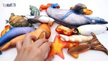 Colorful Sea Creatures~! Learn Sea Creature Names with Kinetic Sand