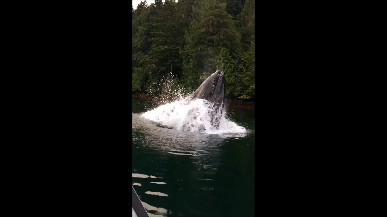 Ils vont assister au festin d'une baleine qui saute hors de l'eau pour avaler des milliers de poissons
