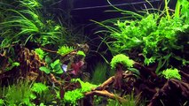 XL Tanks of the Aquascaping Contest The Art of the Planted Aquarium new (pt. 2 of 3)