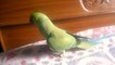 Indian ring necked parrot roaming on the bed
