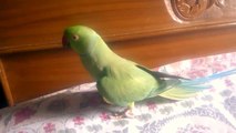 Indian ring necked parrot roaming on the bed