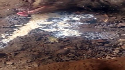 Feeding a njured Civet Cat before rescue