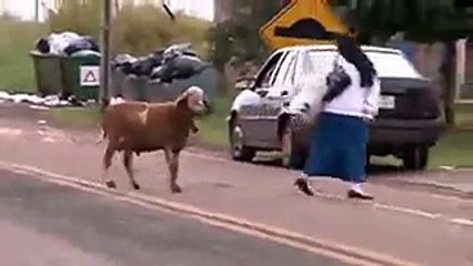 Bode chifra pedestres