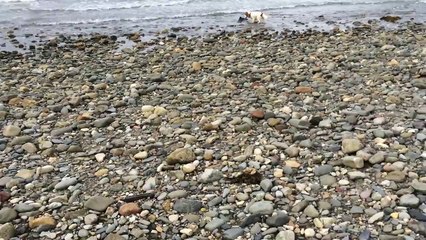 Dog Saves Baby Dolphin on Criccieth Beach