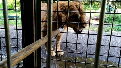 ライオン餌やり　Lions　eat
