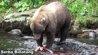 Brown Bears salmon fishing at Brooks Falls, Alaska